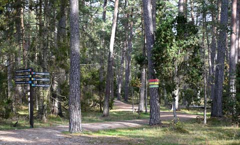 Der Trollwald (Trollskogen) auf Öland